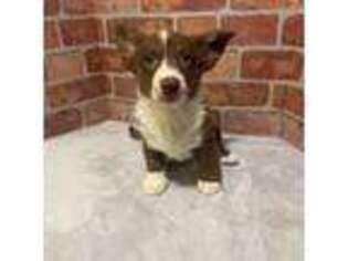 Cardigan Welsh Corgi Puppy for sale in Indianapolis, IN, USA