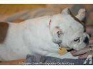 Bulldog Puppy for sale in WRIGHTSVILLE, GA, USA