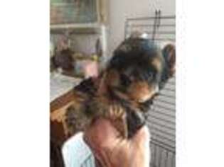 Yorkshire Terrier Puppy for sale in Lennon, MI, USA