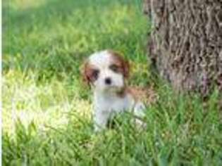 Cavalier King Charles Spaniel Puppy for sale in Rowena, TX, USA