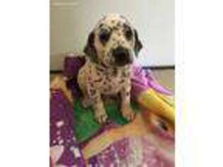 Dalmatian Puppy for sale in Columbia City, IN, USA