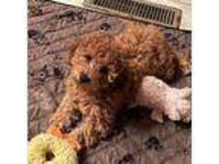 Cavalier King Charles Spaniel Puppy for sale in Farmville, VA, USA