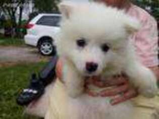 American Eskimo Dog Puppy for sale in Leavittsburg, OH, USA