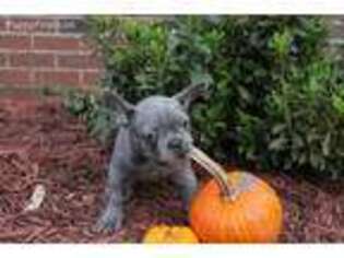 French Bulldog Puppy for sale in Hampton, VA, USA