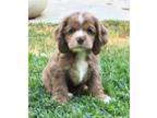 Cocker Spaniel Puppy for sale in Fresno, CA, USA