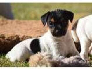 Jack Russell Terrier Puppy for sale in Riverside, CA, USA