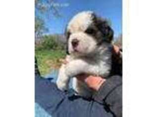 Saint Bernard Puppy for sale in Hutchinson, KS, USA