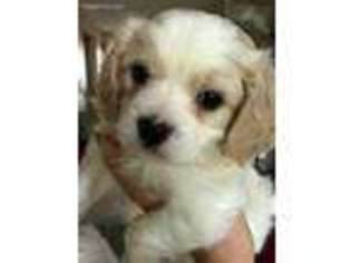 Cavachon Puppy for sale in Camarillo, CA, USA