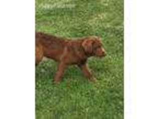 Chesapeake Bay Retriever Puppy for sale in Springport, MI, USA