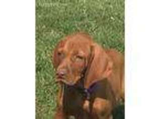 Vizsla Puppy for sale in Rushford, MN, USA