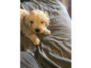 Goldendoodle Puppy for sale in Seward, PA, USA