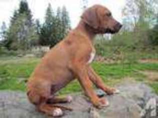 Rhodesian Ridgeback Puppy for sale in GRANITE FALLS, WA, USA