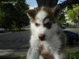 Siberian Husky Puppy for sale in Arvada, CO, USA