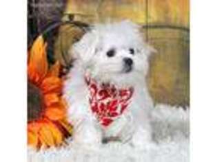 Maltese Puppy for sale in Belmont, MI, USA