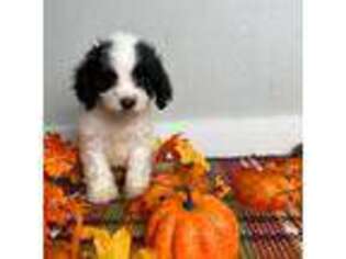 Cavapoo Puppy for sale in Albany, GA, USA