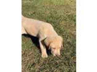 Labrador Retriever Puppy for sale in Bay Springs, MS, USA