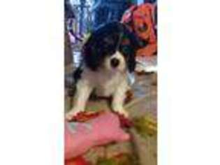 Cavalier King Charles Spaniel Puppy for sale in Bucyrus, MO, USA
