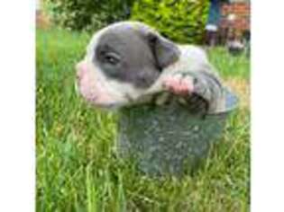 Olde English Bulldogge Puppy for sale in Euclid, OH, USA