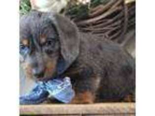 Dachshund Puppy for sale in Tucson, AZ, USA