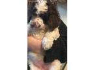 Mutt Puppy for sale in Veneta, OR, USA