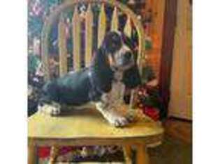 Basset Hound Puppy for sale in Macy, IN, USA