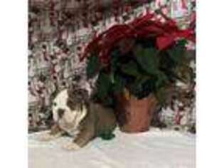 Bulldog Puppy for sale in Odon, IN, USA