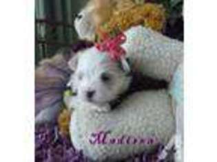 Maltese Puppy for sale in GRAHAM, WA, USA