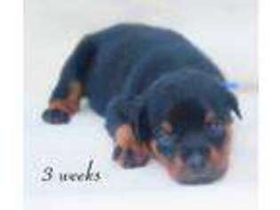 Rottweiler Puppy for sale in Fair Play, SC, USA