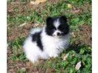 Pomeranian Puppy for sale in Miller, MO, USA