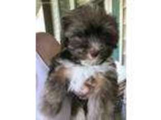 Havanese Puppy for sale in Oak Hill, OH, USA
