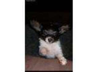 Papillon Puppy for sale in Davenport, IA, USA