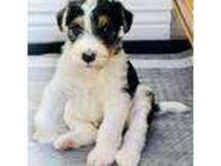 Mutt Puppy for sale in Ontario, CA, USA