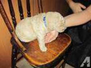Goldendoodle Puppy for sale in FORT LYON, CO, USA