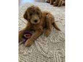 Goldendoodle Puppy for sale in Grovetown, GA, USA