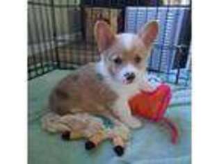 Pembroke Welsh Corgi Puppy for sale in Gaffney, SC, USA