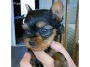 Yorkshire Terrier Puppy for sale in Stockton, NJ, USA