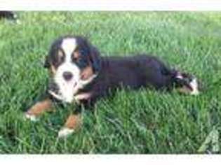 Bernese Mountain Dog Puppy for sale in MILLERSBURG, OH, USA