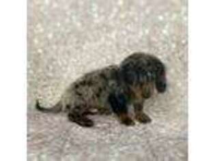 Dachshund Puppy for sale in Morrow, OH, USA
