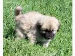 Mutt Puppy for sale in Terlton, OK, USA