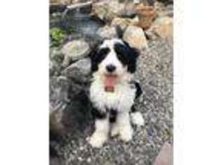 Portuguese Water Dog Puppy for sale in West Chester, PA, USA