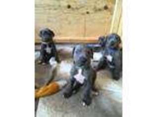 Great Dane Puppy for sale in Delano, CA, USA
