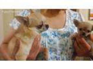 Chihuahua Puppy for sale in West Memphis, AR, USA