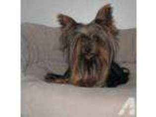 Yorkshire Terrier Puppy for sale in LANDENBERG, PA, USA