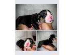Bulldog Puppy for sale in Lehighton, PA, USA