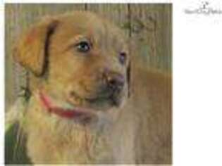 Labrador Retriever Puppy for sale in Lexington, KY, USA