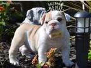 Bulldog Puppy for sale in Whitewright, TX, USA