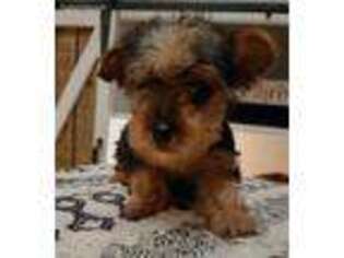 Yorkshire Terrier Puppy for sale in Warsaw, OH, USA
