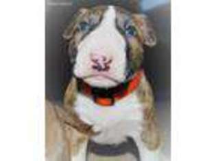 Bull Terrier Puppy for sale in Longmont, CO, USA
