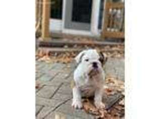 Bulldog Puppy for sale in Lombard, IL, USA