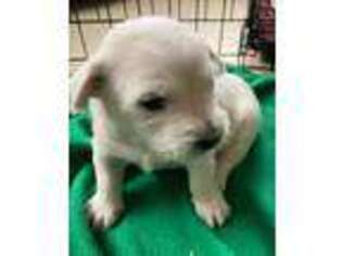 West Highland White Terrier Puppy for sale in Nokomis, FL, USA